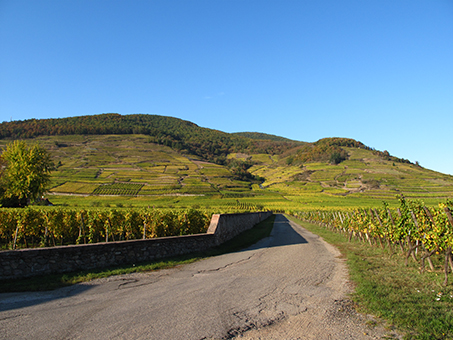 Dans les vignes2